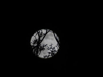 Silhouette trees against the sky