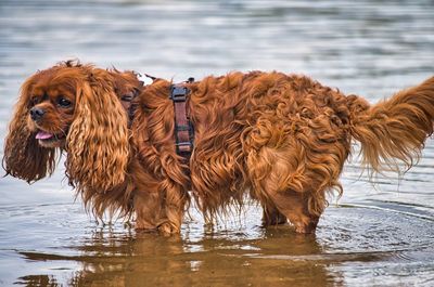 View of dog in lake