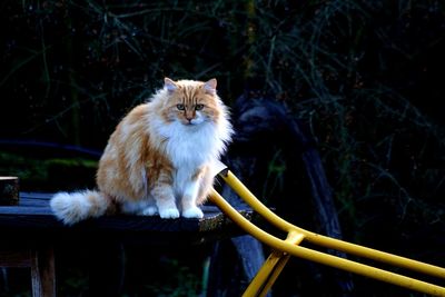 Portrait of cat sitting by plants