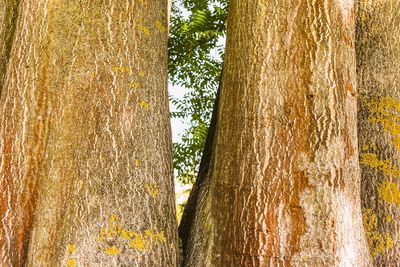 Pine tree trunk in forest