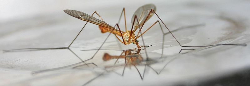 Close-up of mosquito on plate