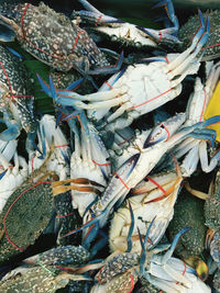 High angle view of fish for sale at market stall