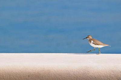 Bird walking in doha corniche
