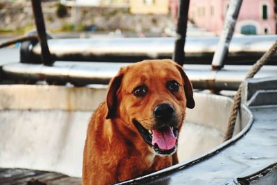 Portrait of dog looking at camera