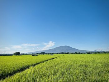 Scenic view of agricultural field against clear blue sky