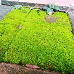 High angle view of green plants in water