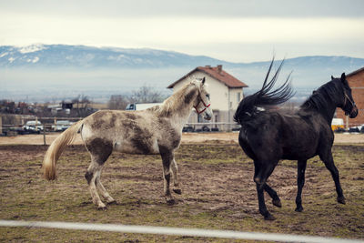 Dirty horses in a muddy riding arena with an electric fence in countryside horse riding ranch