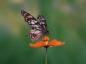 Close-up of butterfly pollinating on flower