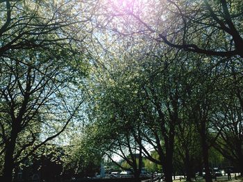 Low angle view of trees