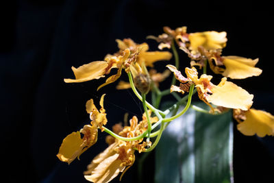 Close-up of yellow flowering plant against black background