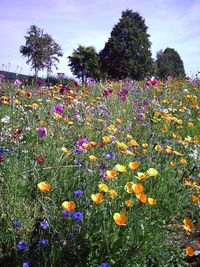 Purple flowers blooming on field