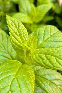 Close-up of fresh green leaves on mint plant