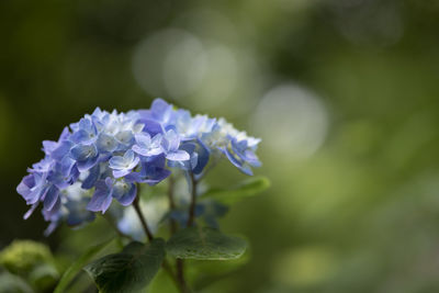 Close-up of purple flowering plant