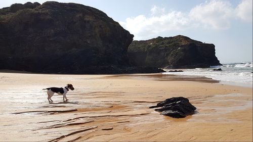 Dog on beach