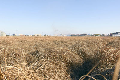 Scenic view of field against clear sky