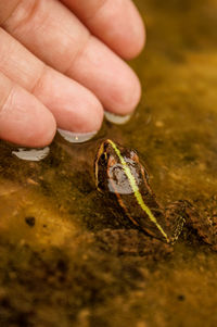 Close-up of human hand