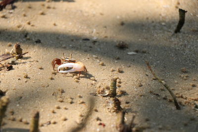 High angle view of small crab on beach