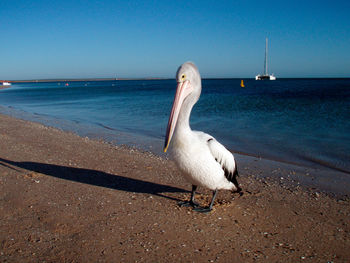 White and black pelican standing at the beach, blue sea