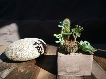 High angle view of potted plant on table