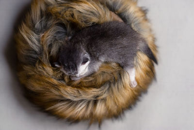 High angle view of dog sleeping