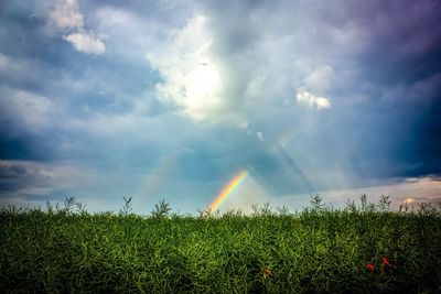 Scenic view of rainbow over field against sky