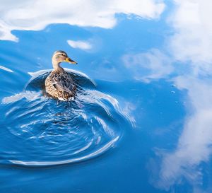 High angle view of bird swimming in lake