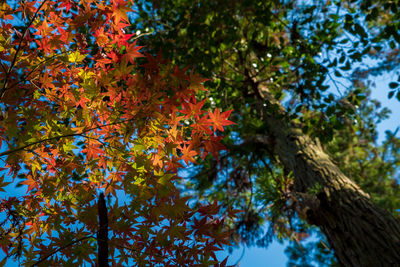 Low angle view of maple tree