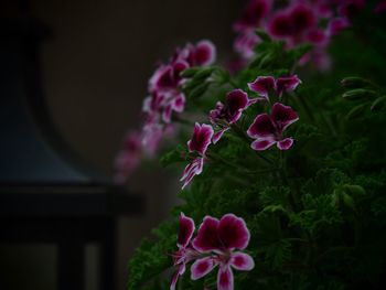 Close-up of pink flowering plant