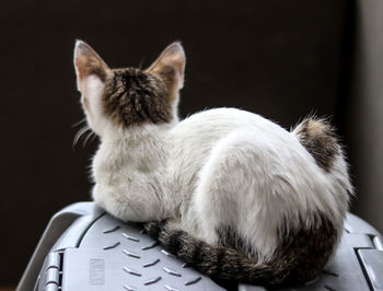 Close-up of cat sitting at home