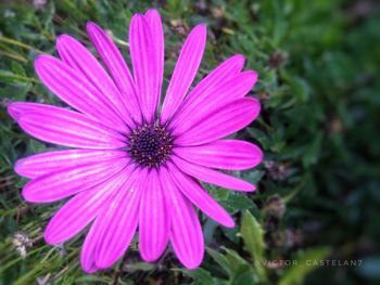 Close-up of pink cosmos flower