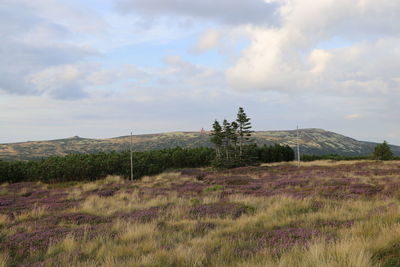 Scenic view of field against sky