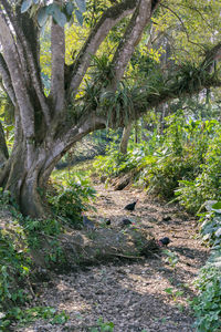 Trees growing in forest