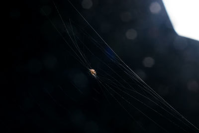 Close-up of spider on web