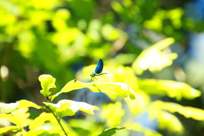 Close-up of insect on plant