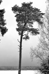 Tree by lake against sky