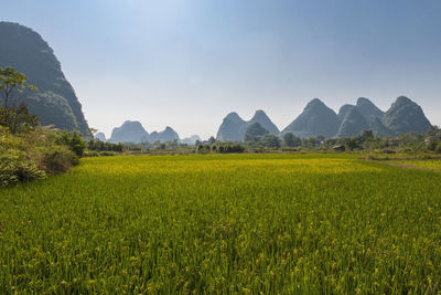 Rice paddy and limestone mountains close to yangshuo in china