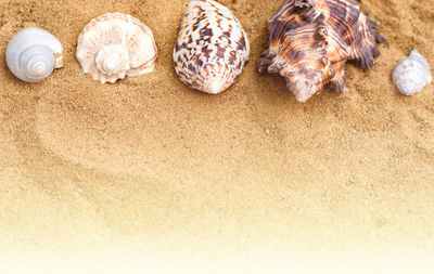 Blue lagoon cocktail on seashore big rock sands shells on sands background summer vacation mockup