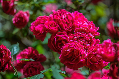 Close-up of red flowers blooming outdoors