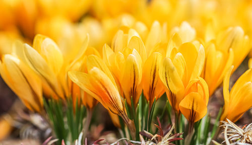 Close-up of yellow flowering plant