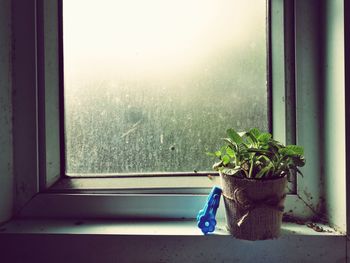 Potted plant on window sill