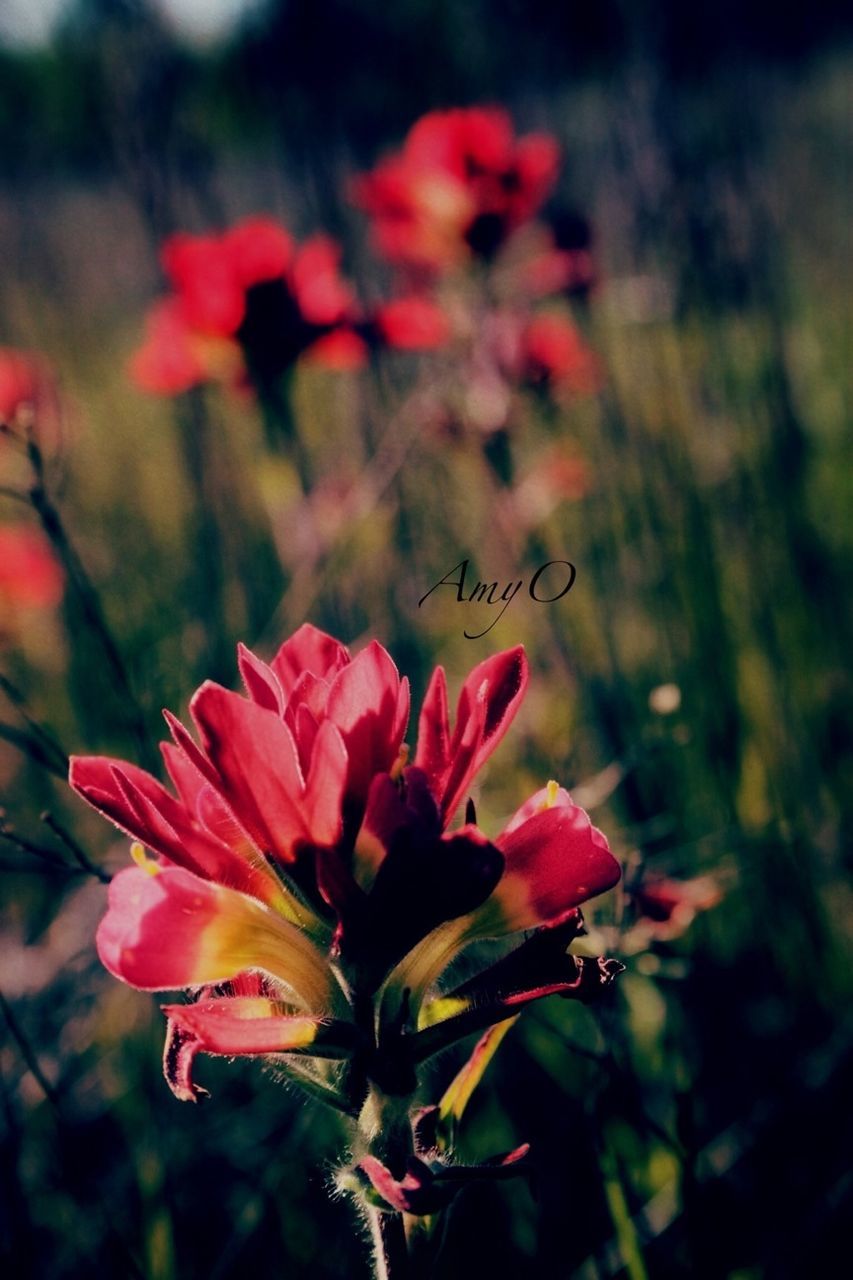 flower, petal, freshness, flower head, fragility, growth, beauty in nature, red, focus on foreground, close-up, blooming, plant, nature, pink color, in bloom, single flower, stem, selective focus, outdoors, day