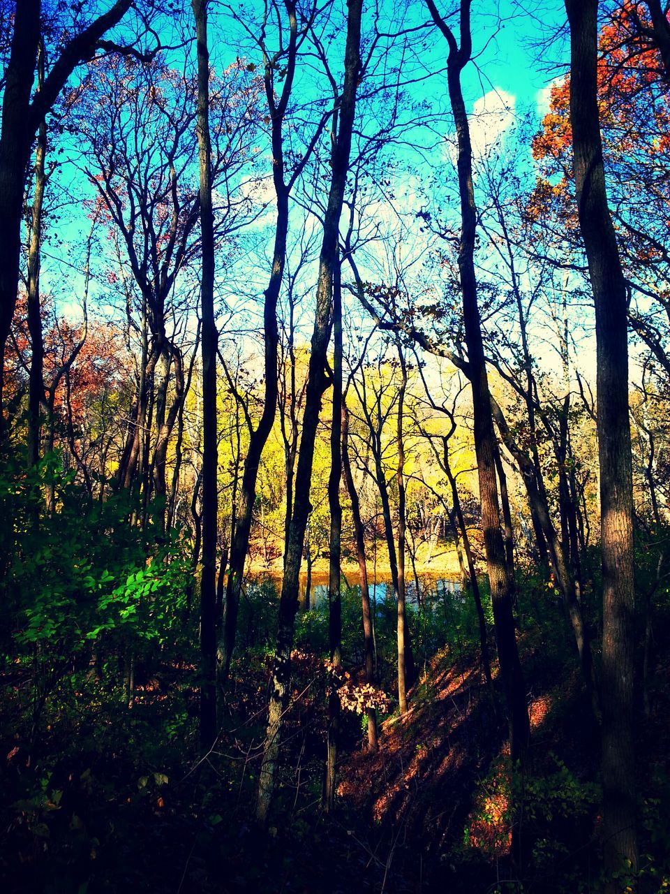 tree, tranquility, tranquil scene, tree trunk, scenics, nature, beauty in nature, sunset, forest, growth, branch, bare tree, silhouette, woodland, sunlight, landscape, non-urban scene, sky, idyllic, field