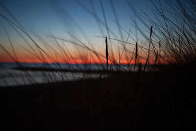 Close-up of grass against sky during sunset