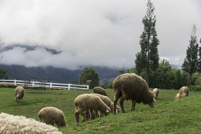 Sheep grazing in a field