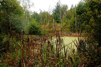 Scenic view of lake amidst trees in forest