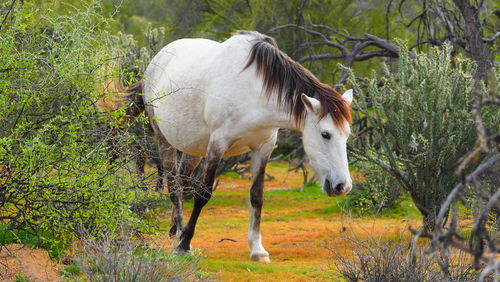 Horse standing in a field