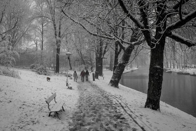 Bare trees in winter