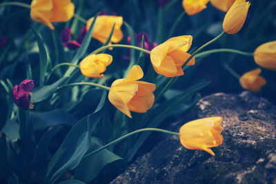 Beautiful fairy dreamy magic yellow tulip flowers with colorful bokeh 