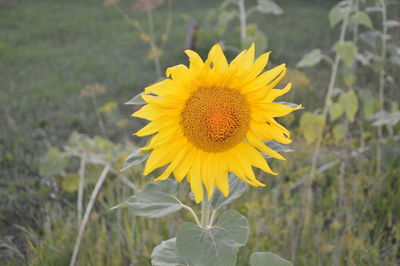 Late sunflower bent in the evening in the garden