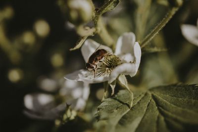 Close-up of insect on flower